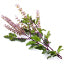 Basil Flower