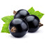 Blackcurrant