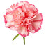 Carnation