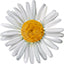 Chamomile