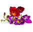 Freesia