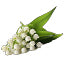 Lily of the Valley