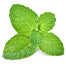 Menthol
