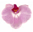 Orchid
