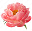 Peony