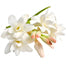 Tuberose