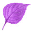 Violet Leaf
