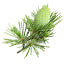 Virginia Cedar