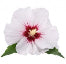 White Musk