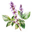 Patchouli